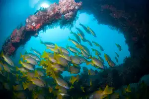 exmouth navy pier dive