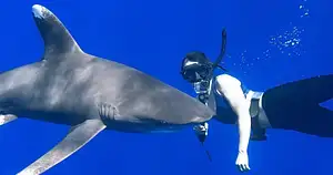 Cage free shark dive