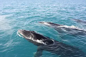 broome whale watching